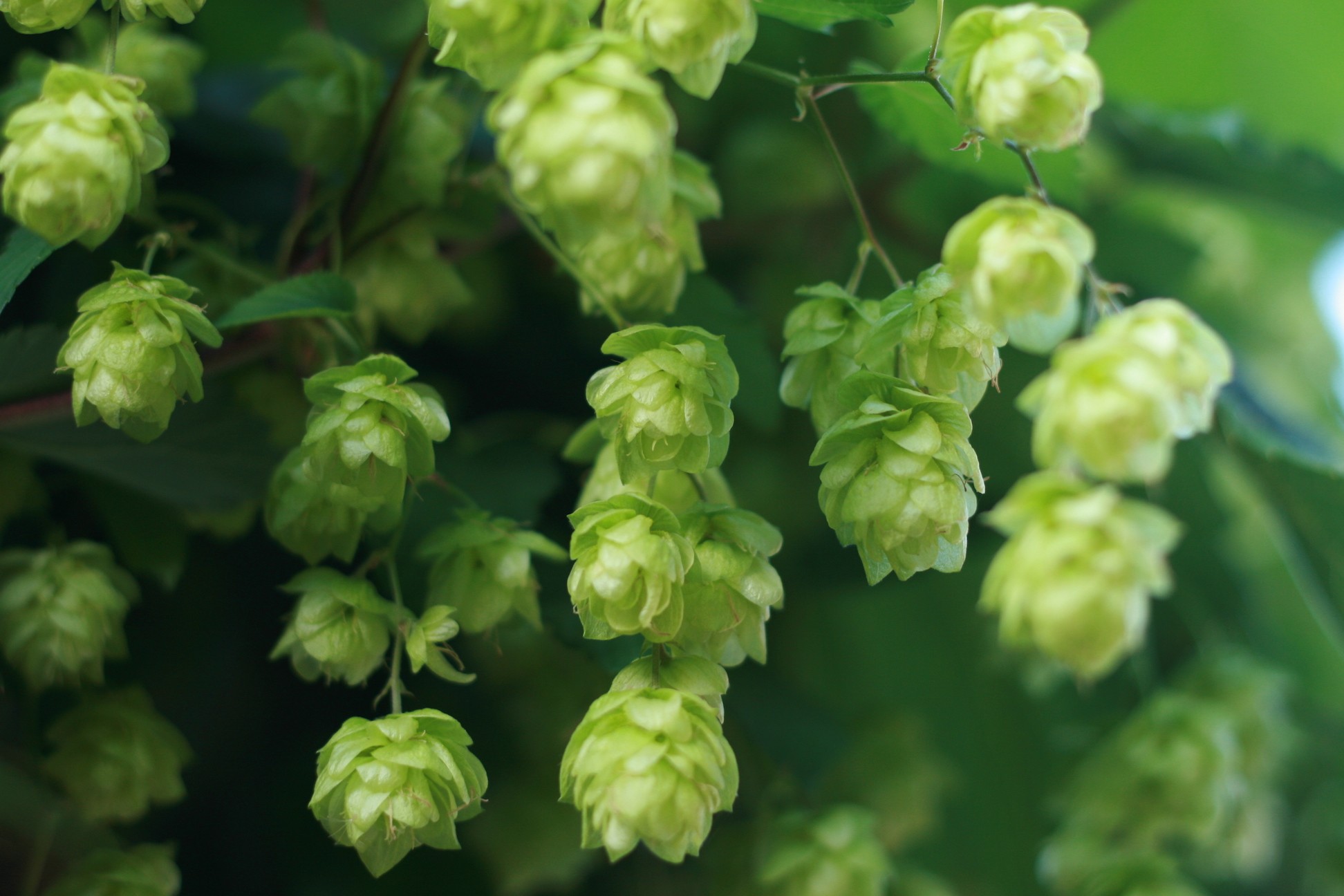 Beermerchants’ Top 10 IPAs